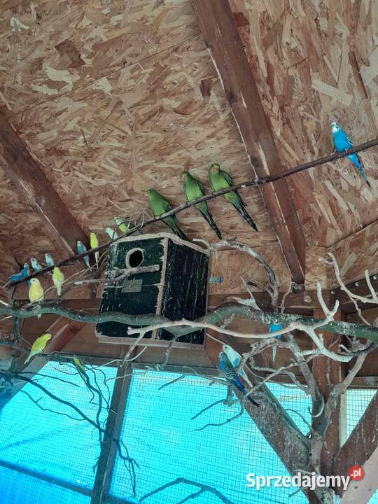 Papuga falista Malechowo sprzedam