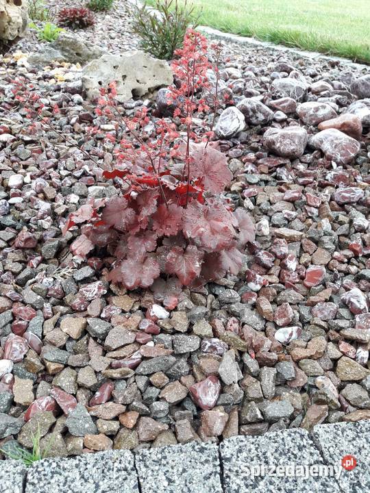 Grys porfirowy 816mm czerwony brązowy Kraków małopolskie