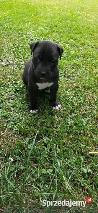 Piesek Pitbull Częstochowa