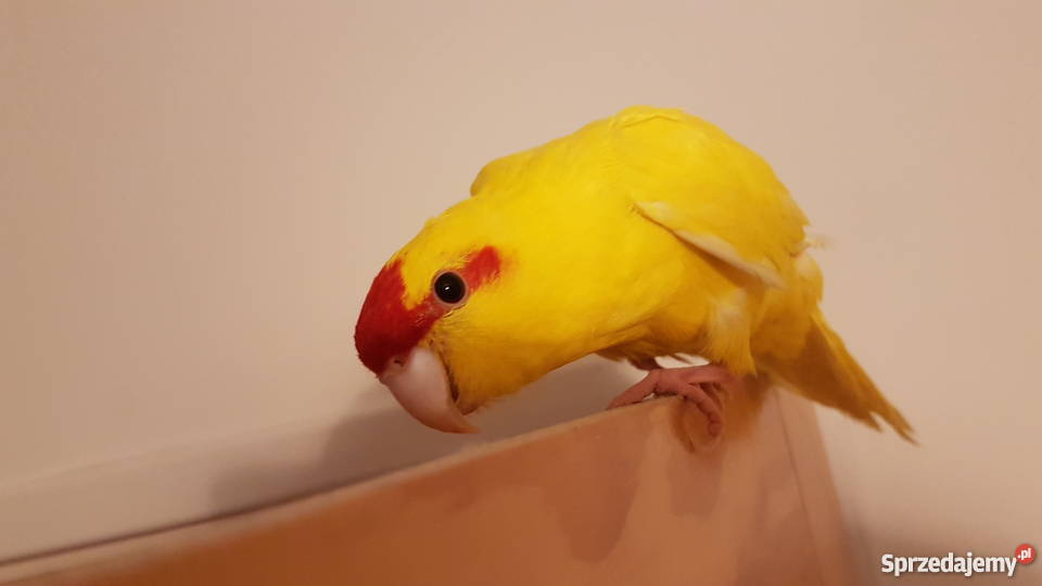 Papugi modrolotki kozy Szczecin