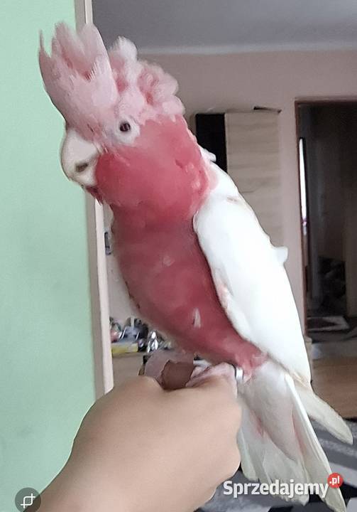 Kakadu różowe lutino Chyżne