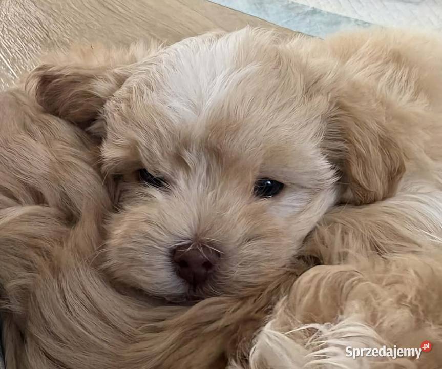 Maltipoo 10tyggotowe do nowego domuinteligencja Pozostałe Łowicz
