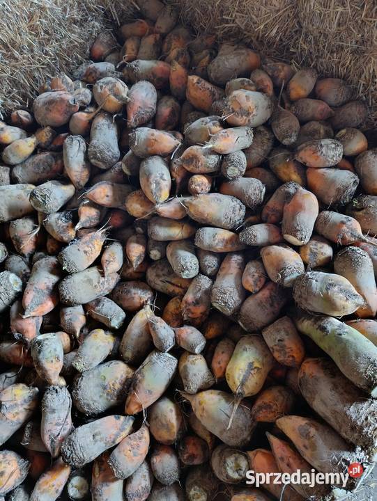 Buraki pastewne sprzedam