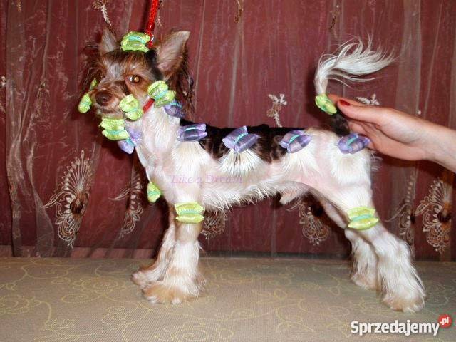 PAPILOTY PSÓW papierowofoliowe 33x12 gumki