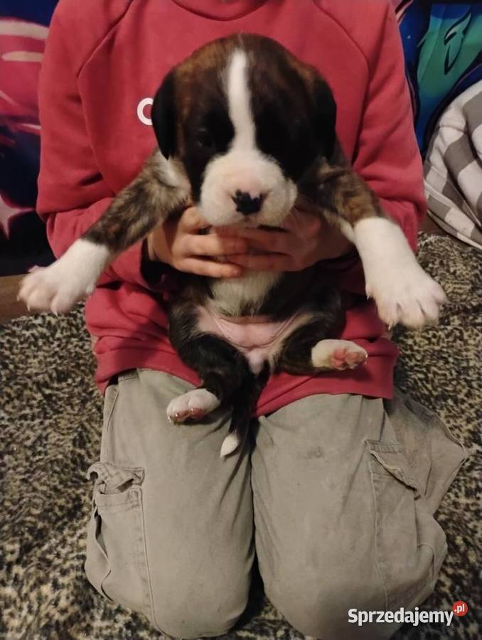 Bokser szczeniaczki Starogard Gdański