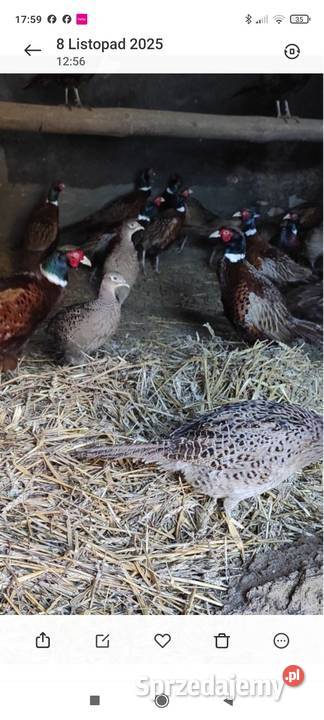 Bażanty łowne wielkopolskie Witkowo sprzedam