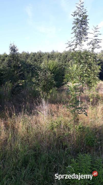 Działka 301m2 Sprzedaż mazowieckie Bieganów