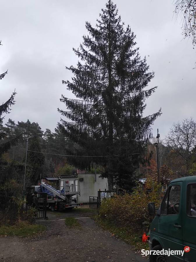Wycinka drzew Poznań Puszczykowo Wiry Pozostałe sprzedam