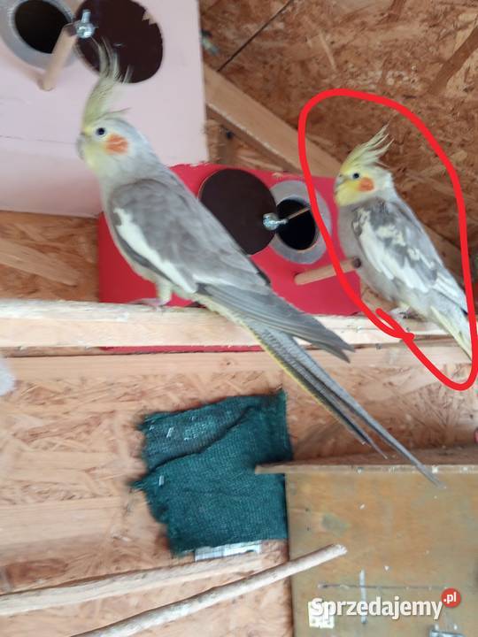 Sprzedam papugę nimfę Bogacica