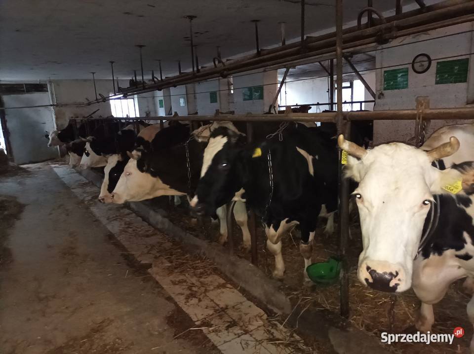 Likwidacja stada krów jałowek Zduny