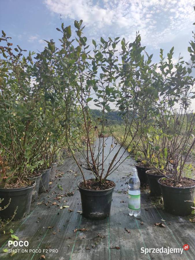 Owocujace Krzewy Borówki transport podkarpackie Sanok