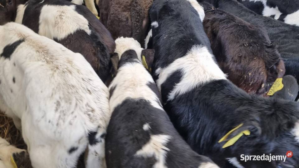 Sprzedam cielaki mięsne I mieszańce POLSKI TOWAR Rolnictwo łódzkie