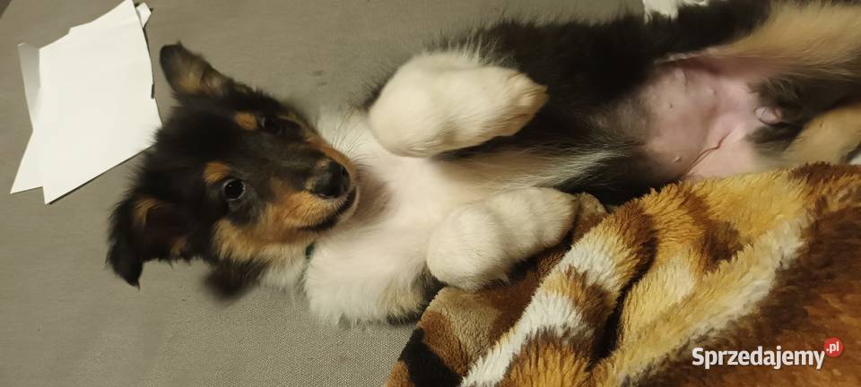 Szczenięta Owczarek szkocki