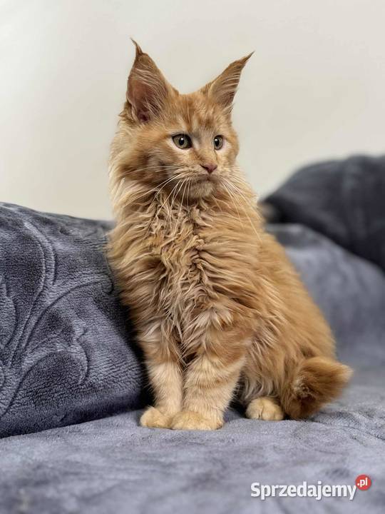 Maine Coon Rudy świętokrzyskie Daleszyce