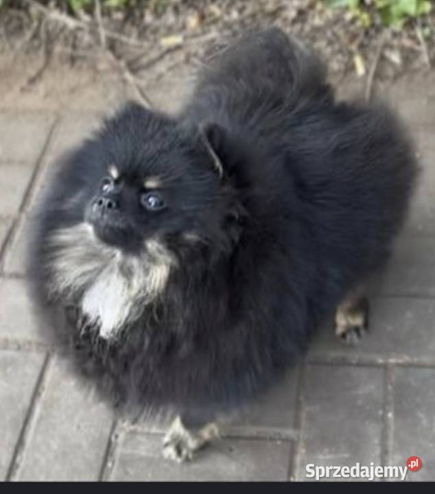 Suczka pomeranian 2 lata Zwierzęta Radom