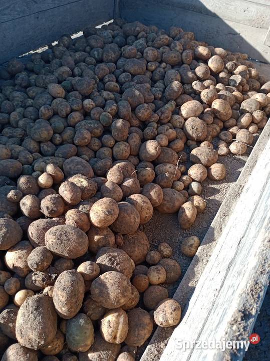 sprzedam ziemniaki sadzeniaki i pszenicę opolskie Prudnik