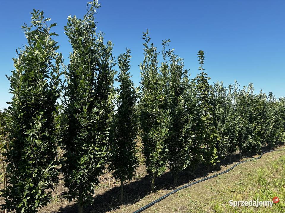 Drzewa alejowe lipa głóg śliwa brzoza klon grab wielkopolskie Sompolno