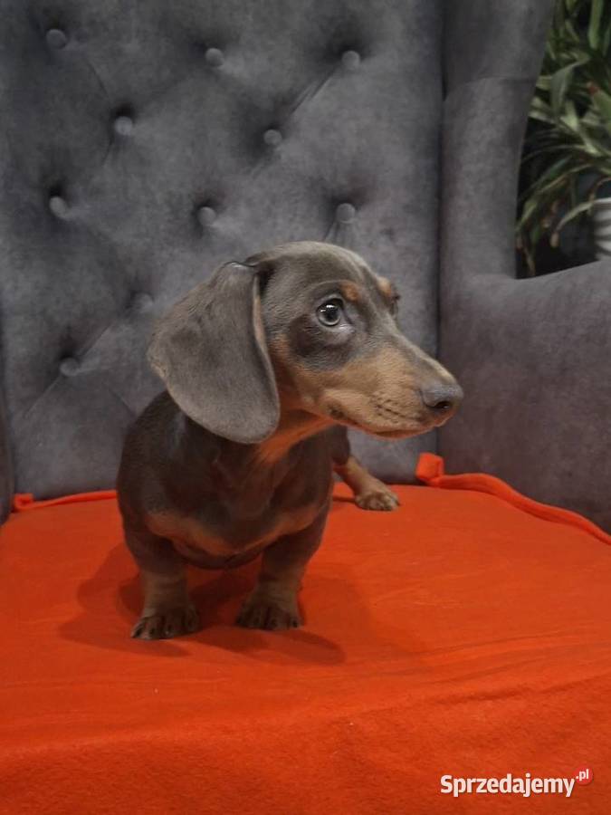 Jamnik niebieski mazowieckie Żyrardów sprzedam