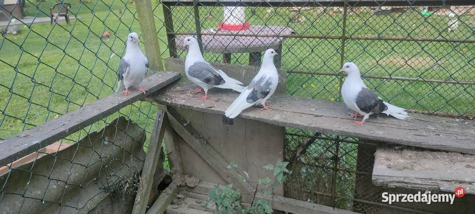 Orliki boki siwe Tokarówka