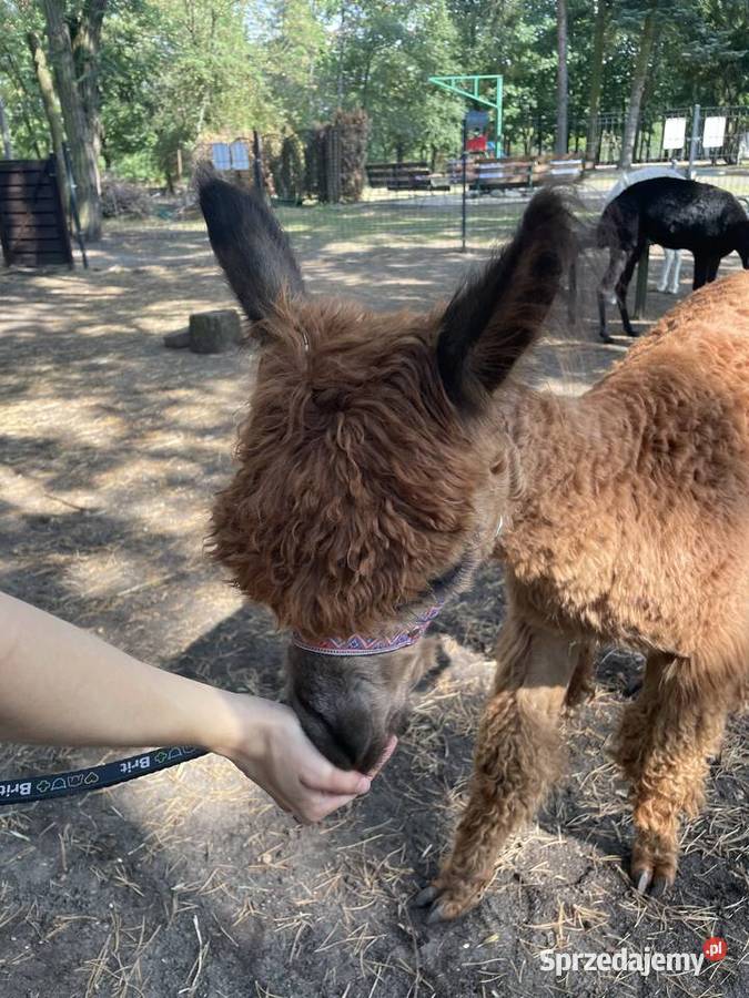 Alpaka Suri samiec Warszawa