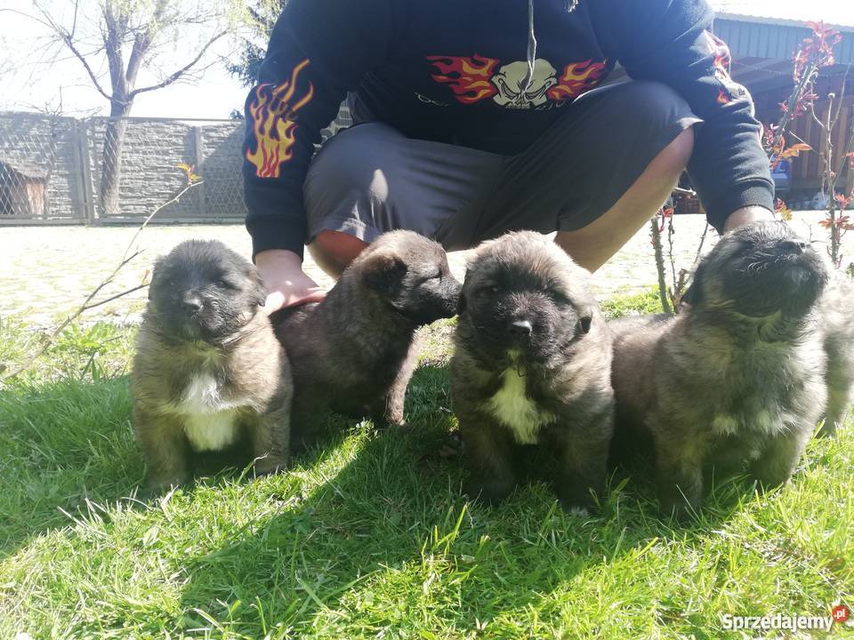 Owczarek kaukaski Pozostałe Psy