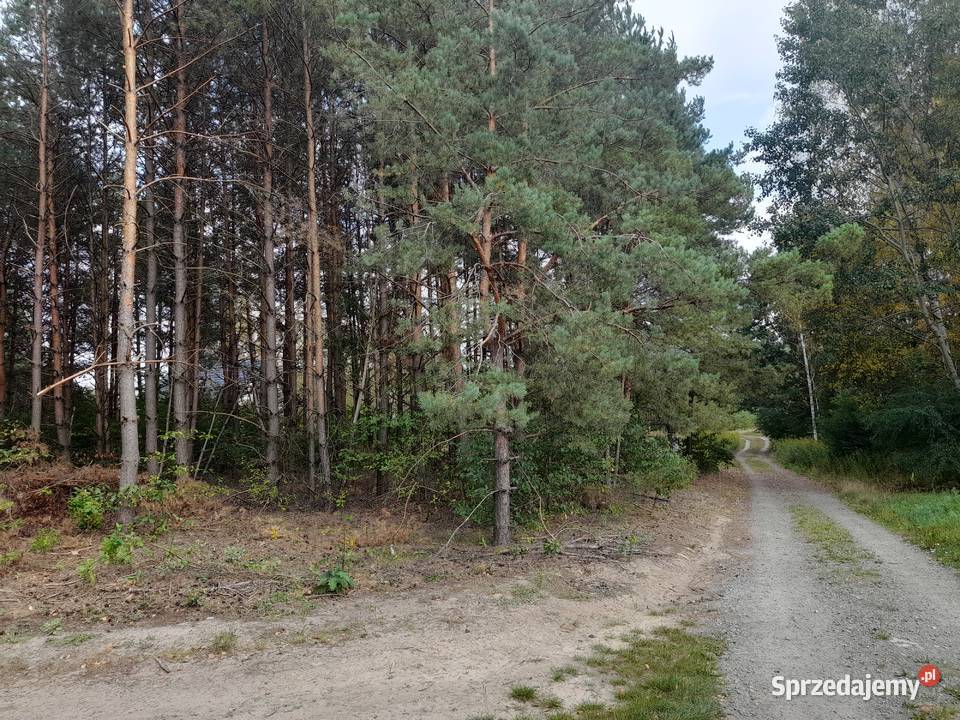 Syndyk sprzeda udziały w grunatach Jastkowice sprzedam