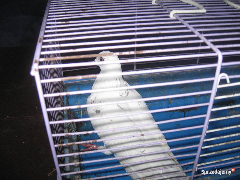 drób ozdobny Pozostałe Pięczkowo sprzedam