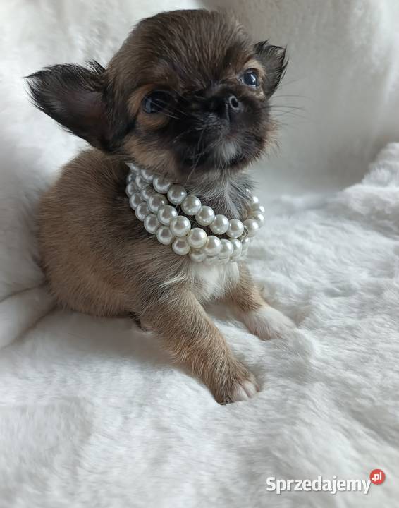 Chihuahua dziewczynka długowłosa Xd suczka Chihuahua sprzedam