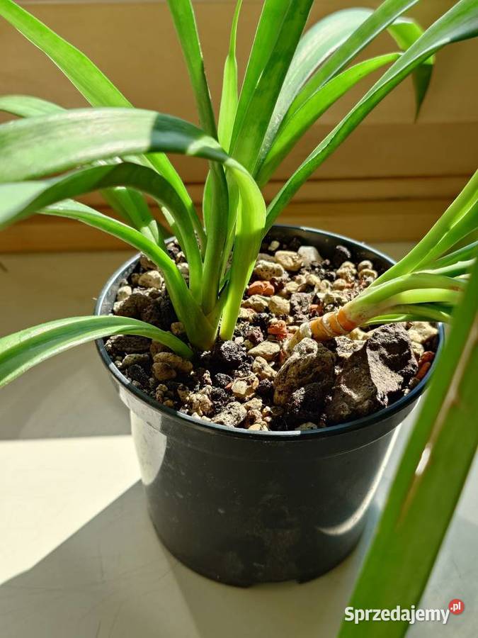Sansevieria parva Kenya Hyacinth duża