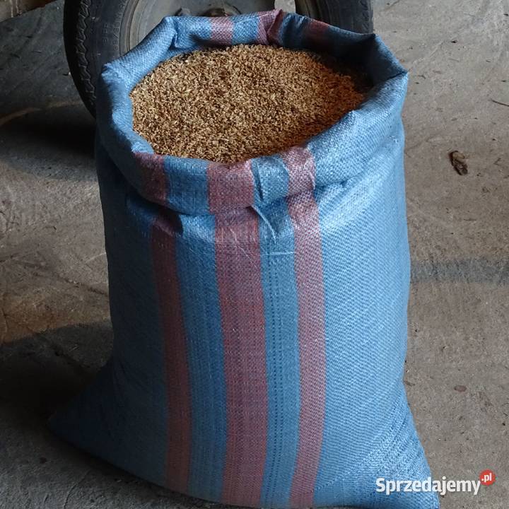 Pszenica Jara drobna Zboża Adamów