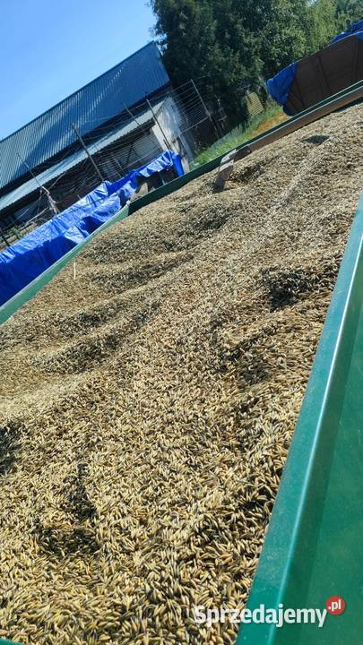 Owies Bingo 2025 Skołyszyn