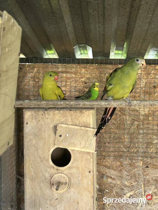 Papuga górska Mylin