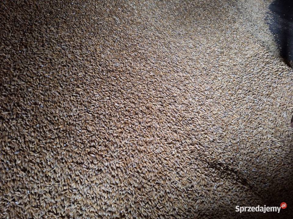 Sprzedam jeczmień jary Licheń Stary sprzedam