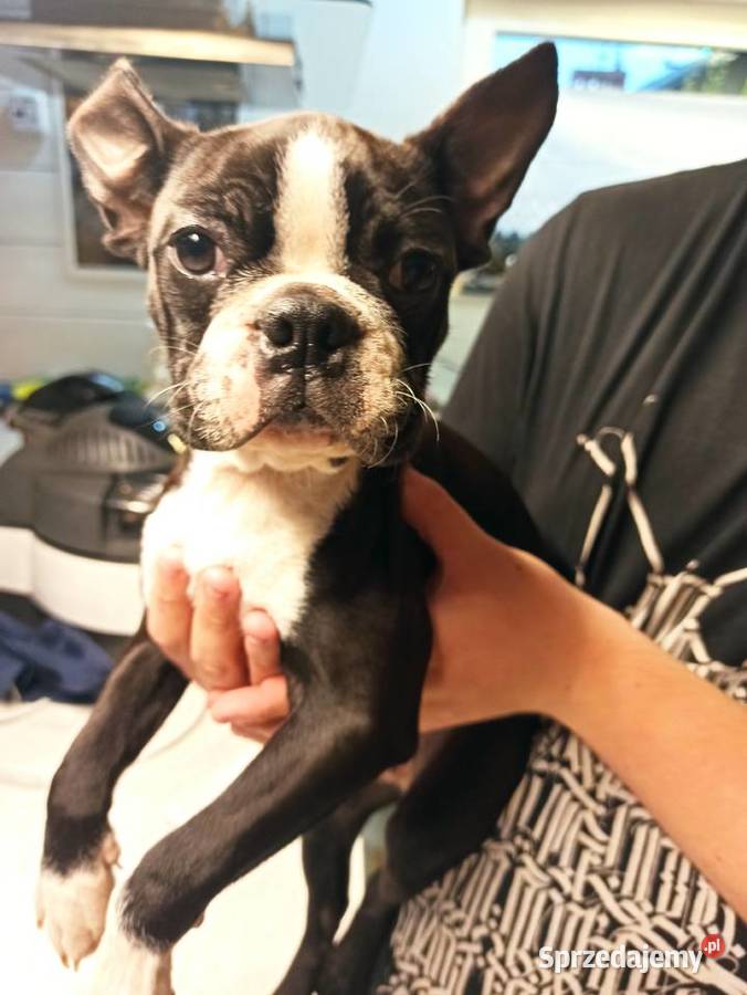 Boston terrier szczenięta Pszczyna sprzedam