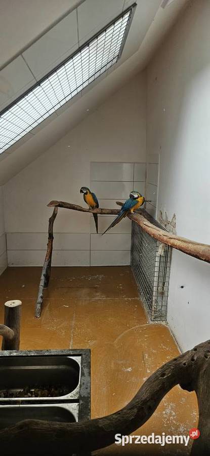 Ara Ararauna Para legowa z 2010 Rybnik