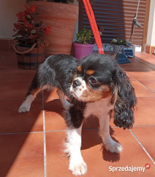 Cavalier King Charles Spaniel suczka Tricolor Cavalier King Charles Spaniel Częstochowa