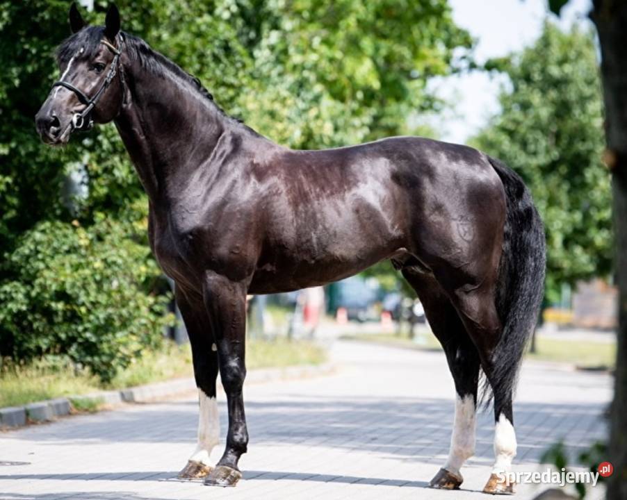 Kary ogier odsadek na sprzedaż Rokutów