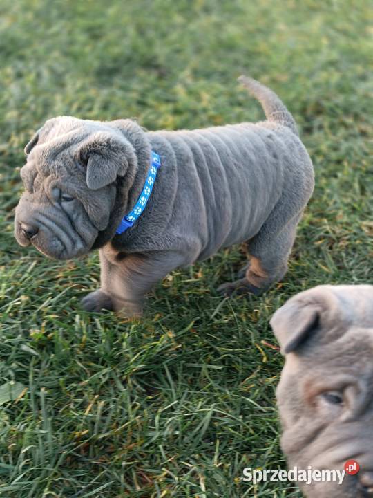 Szczenięta shar pei rodowód Wyszków