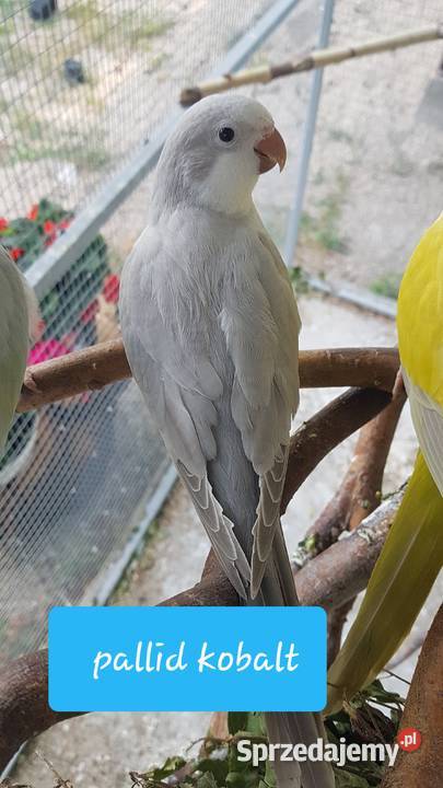 Mnichy nizinne pallidy kobalty50 na snow Witoszyn sprzedam