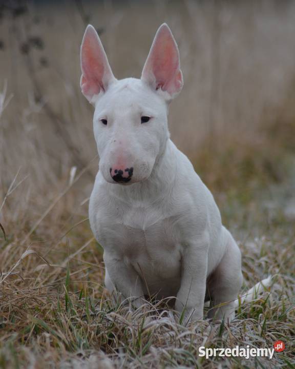 Bulterier standardowy Suczka Puławy