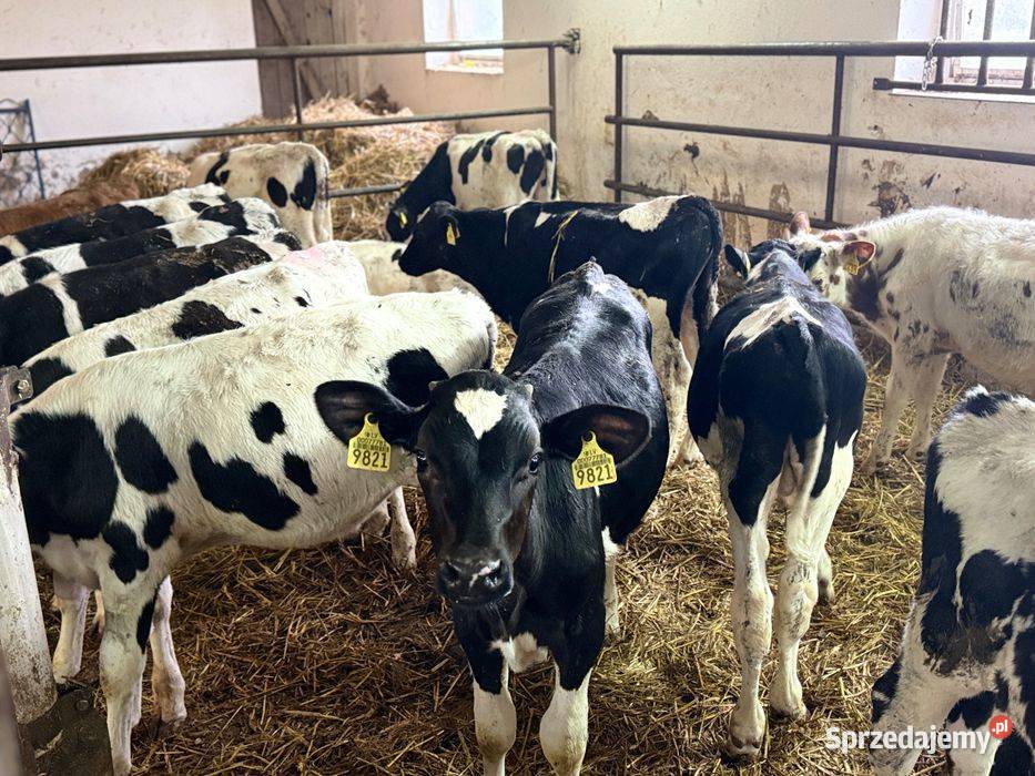 Byczki mieszane mazowieckie sprzedam