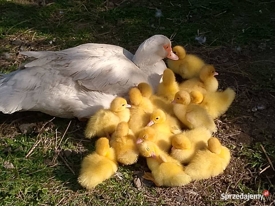 Młode Kaczątka Gostynin sprzedam