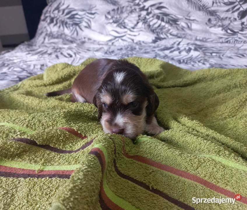 Cocker Spaniel Angielski Piesek