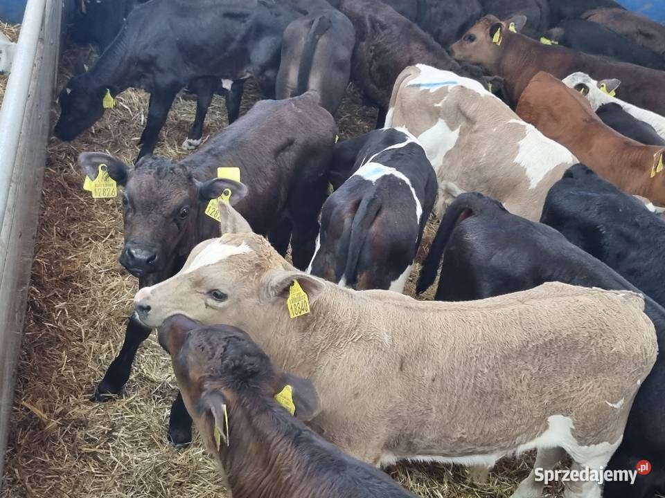 Byczki Jalowki Mięsne SM LM angus MM Bydło mięsne Ostrów Wielkopolski sprzedam