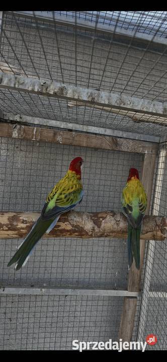 Rozelle białolice Sośnicowice