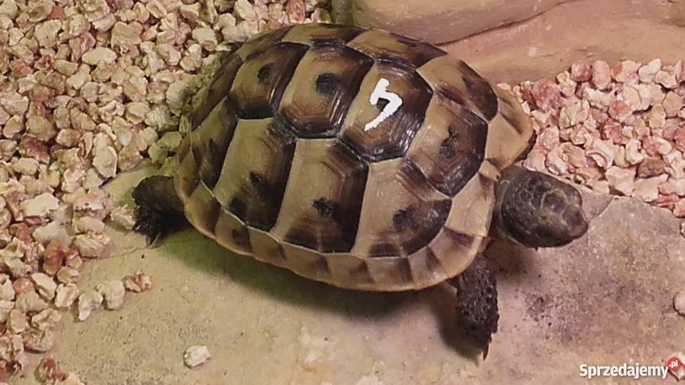 Żółw lądowy śródziemnomorski mauretański Kędzierzyn-Koźle
