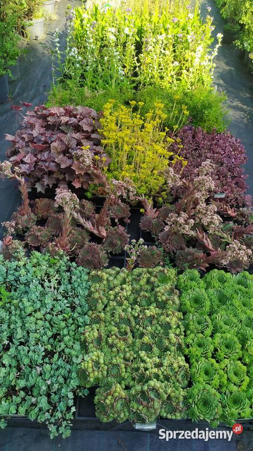 Byliny rojnik rozchodnik płomyk dzwonek żurawka Jelitów sprzedam