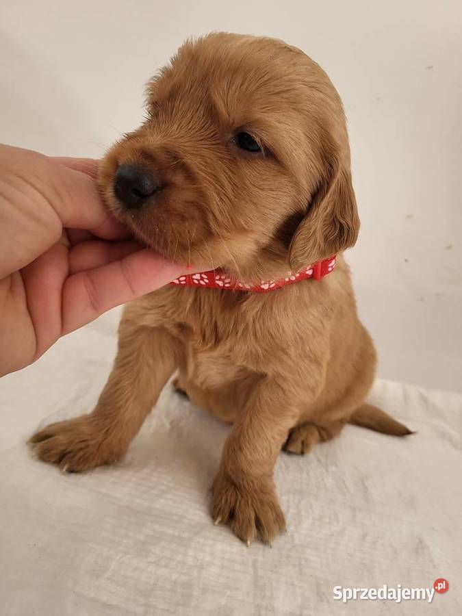 Chłopaki Golden retriever ciemno złote maluszki Poręba