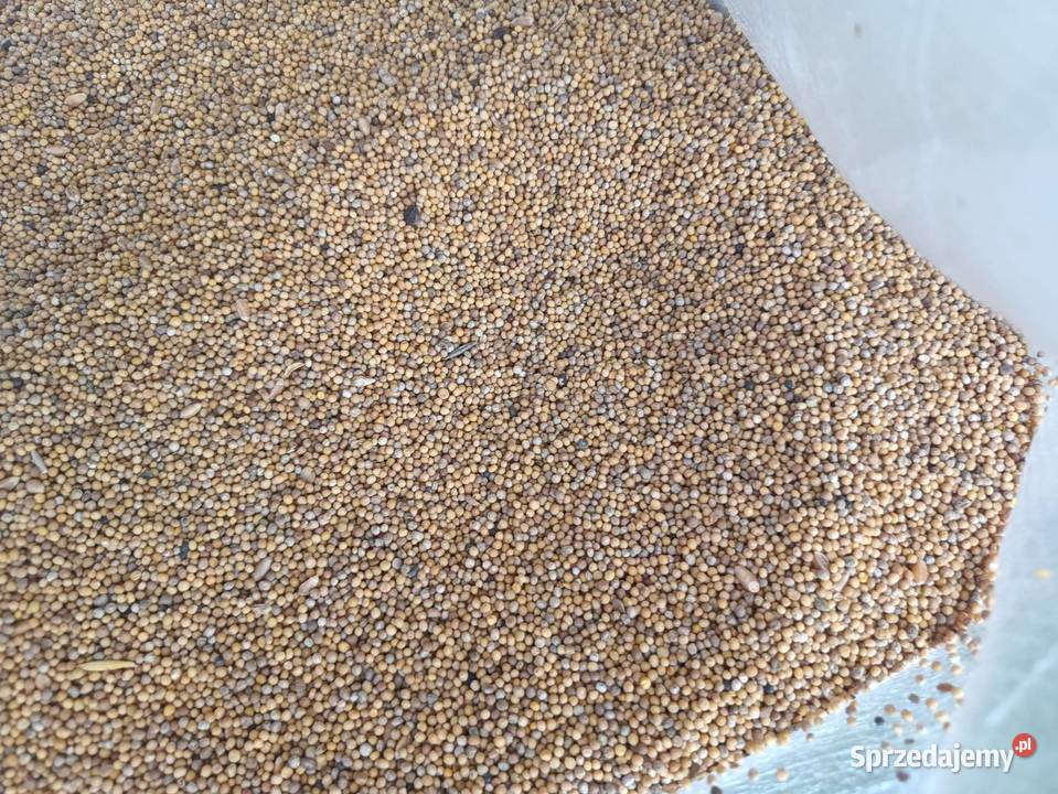 Gryka gorczyca wyka jara rzodkiew oleista Luboniek