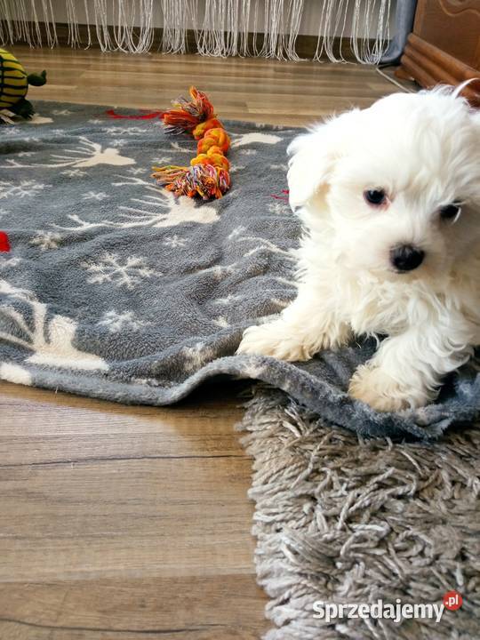 Maltańczyk szczeniaczek